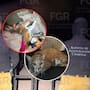 Profepa resguarda tres tigres, un ocelote y un lince tras cateo de la FGR en Durango; los felinos presentaban deshidratación y mutilaciones