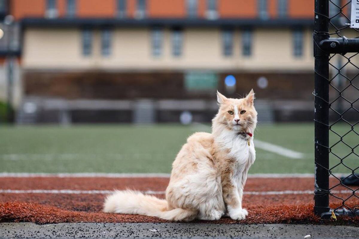 Mittens, el gato 'omnipresente' que aspira a ser el 'neozelandés del año'