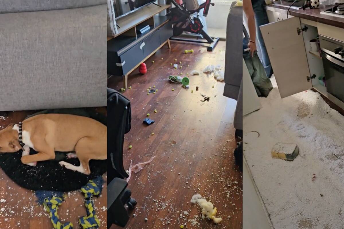 VÍDEO: hombre llega a su casa y se encuentra con un terrible desastre hecho por su perro
