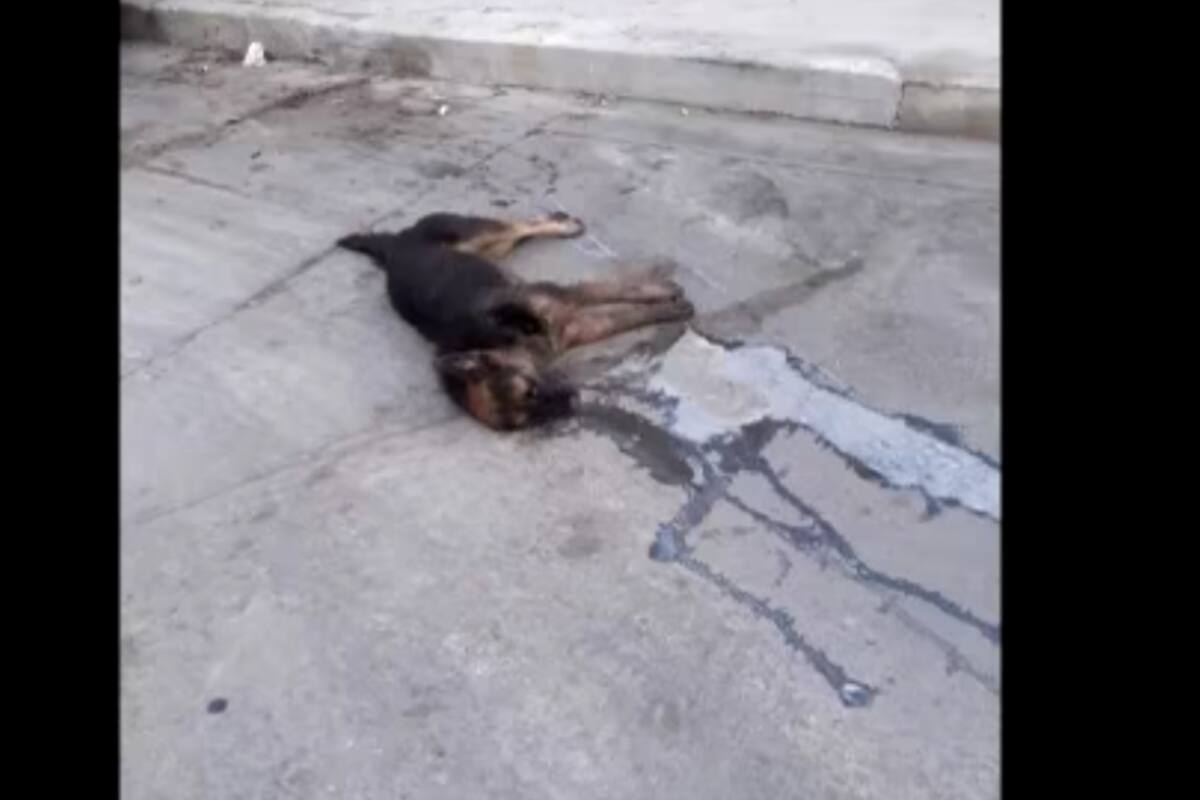 Envenenan a perros en la colonia Libertad