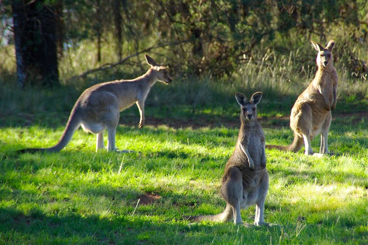 Dos canguros pelean en medio de una carretera de Australia