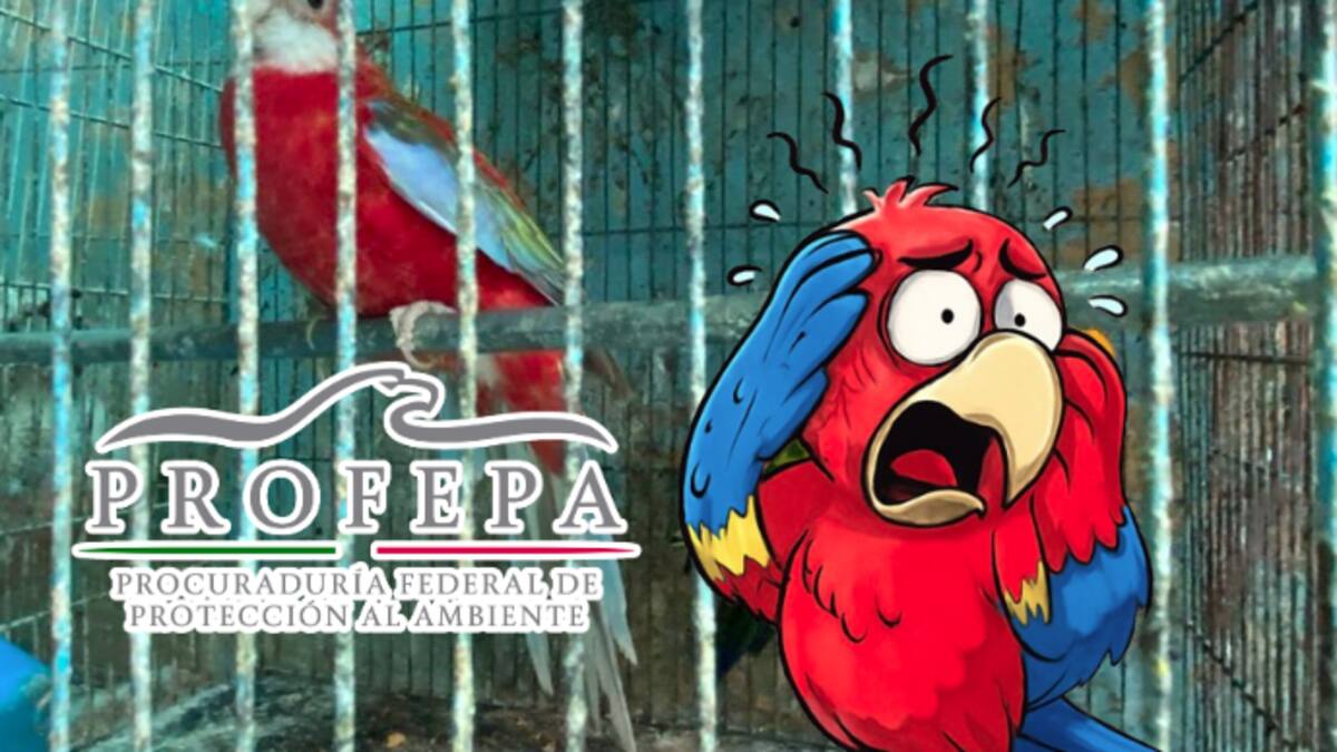 Aseguran 18 aves exóticas y en peligro en Iztapalapa; una guacamaya sufría síndrome por estrés
