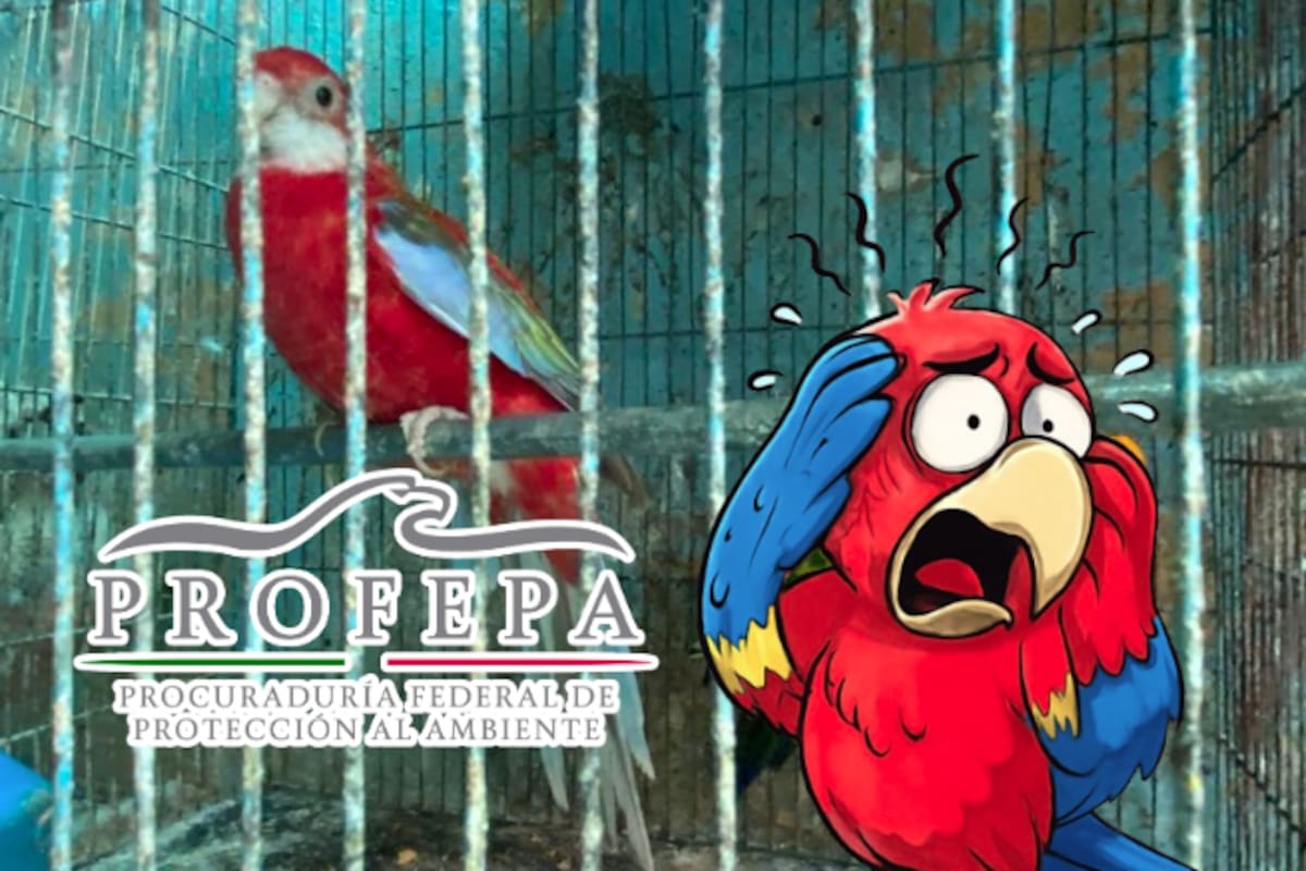 Aseguran 18 aves exóticas y en peligro en Iztapalapa; una guacamaya sufría síndrome por estrés