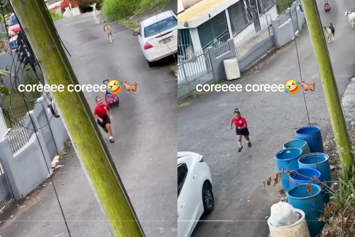 VIRAL: niña es perseguida por cabras y su madre sólo la graba y se ríe de ella