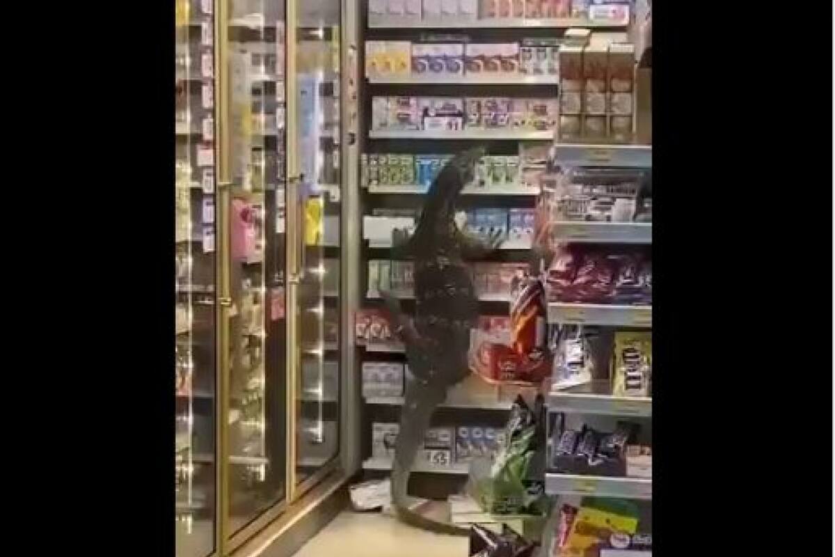 Aparece lagarto de casi dos metros en tienda de Tailandia