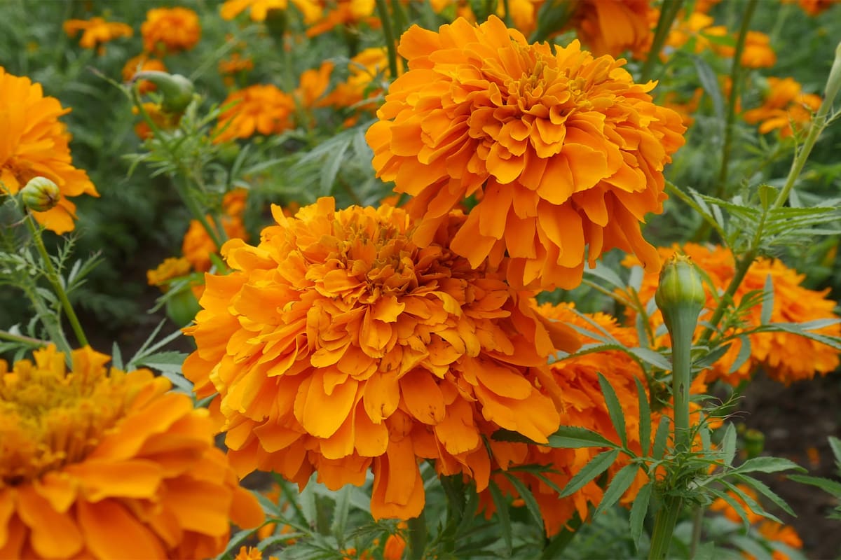 El significado detrás de la flor de cempasúchil