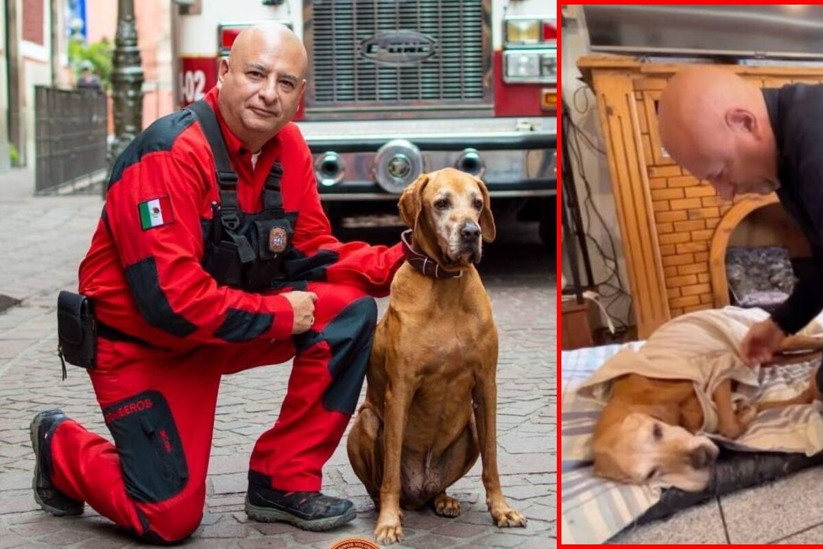 Fallece Titán, un héroe canino que dejó huella en el rescate de vidas