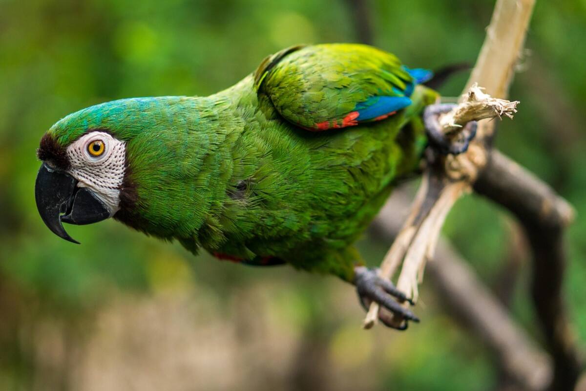 Casos de fiebre de los loros en medio de un brote de neumonía “misterioso” en Argentina: Lo que necesita saber sobre la psitacosis