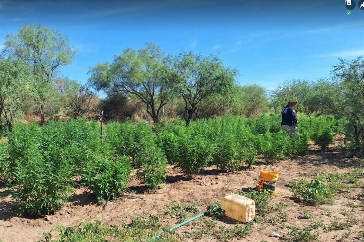 Integrantes de la Mesa Estatal de Seguridad aseguran plantío de marihuana y detienen a un sujeto en Magdalena de Kino