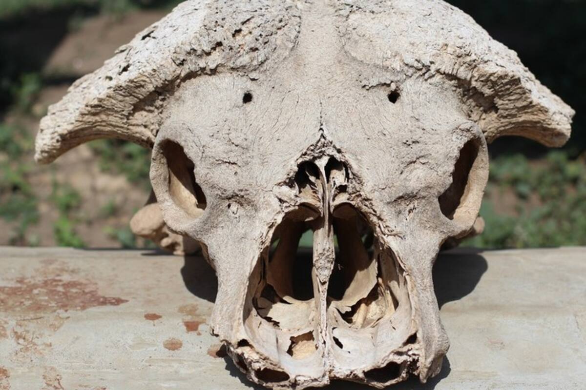 FOTO Hallan extraña calavera 'ciega', la Red se llena de comentarios