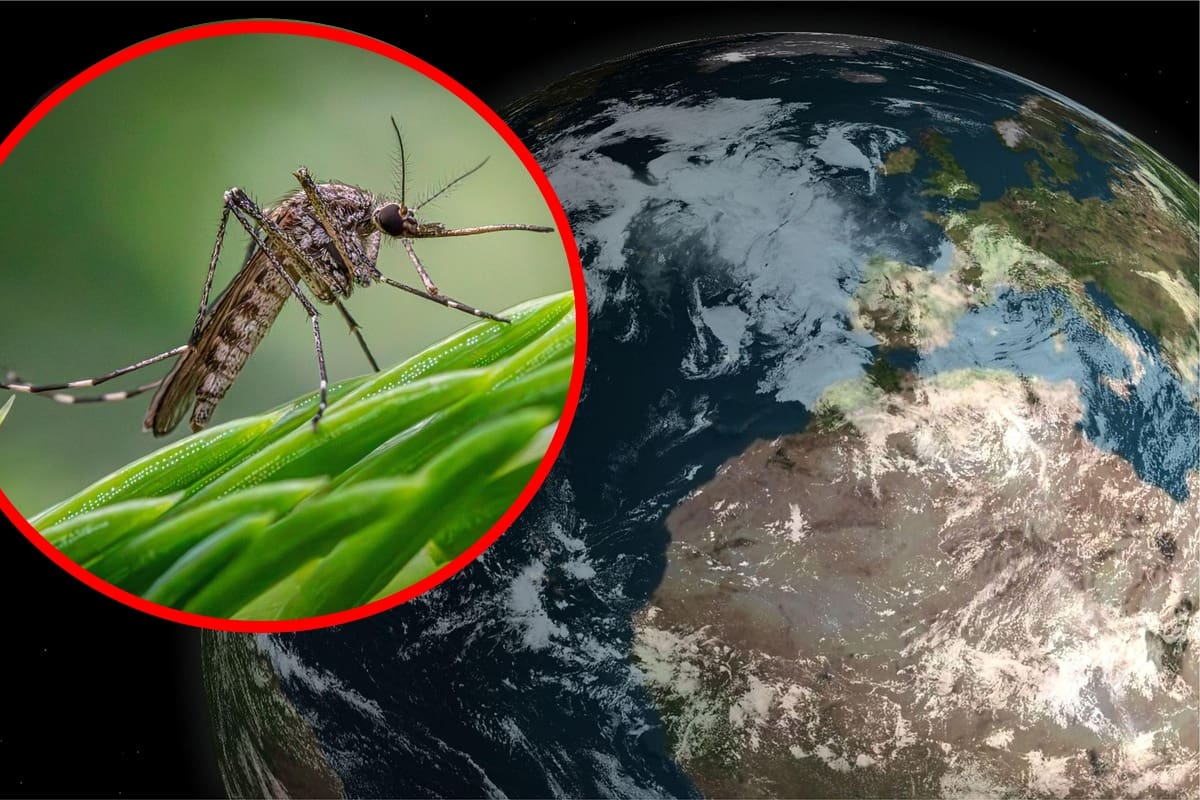 ¿Qué pasaría si los mosquitos dejaran de existir?