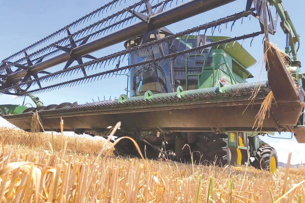 Tras años críticos, agricultores del Valle del Yaqui vuelven a sembrar trigo con esperanza de mejores precios