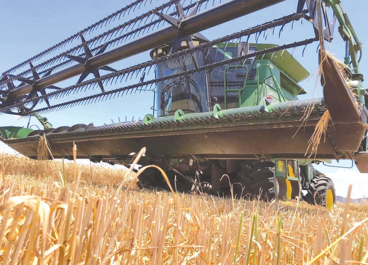 El Valle del Yaqui se prepara para otro ciclo de cultivo de trigo. FOTO: CORTESÍA