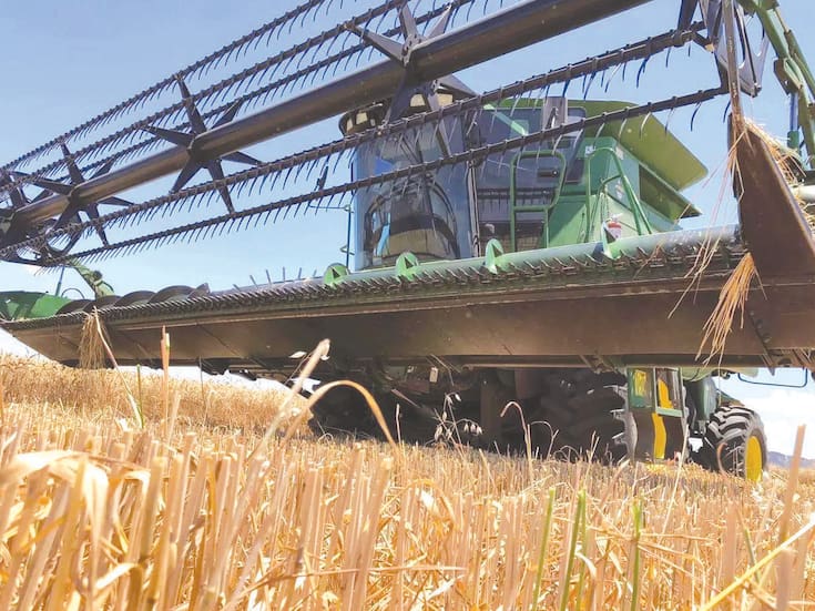 Tras años críticos, agricultores del Valle del Yaqui vuelven a sembrar trigo con esperanza de mejores precios