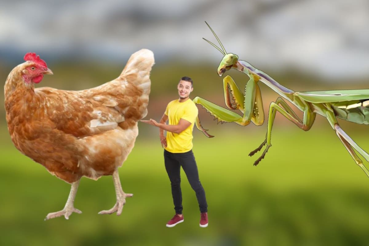 ¿Por qué algunas criaturas no son gigantes? La influencia del oxígeno en la evolución animal