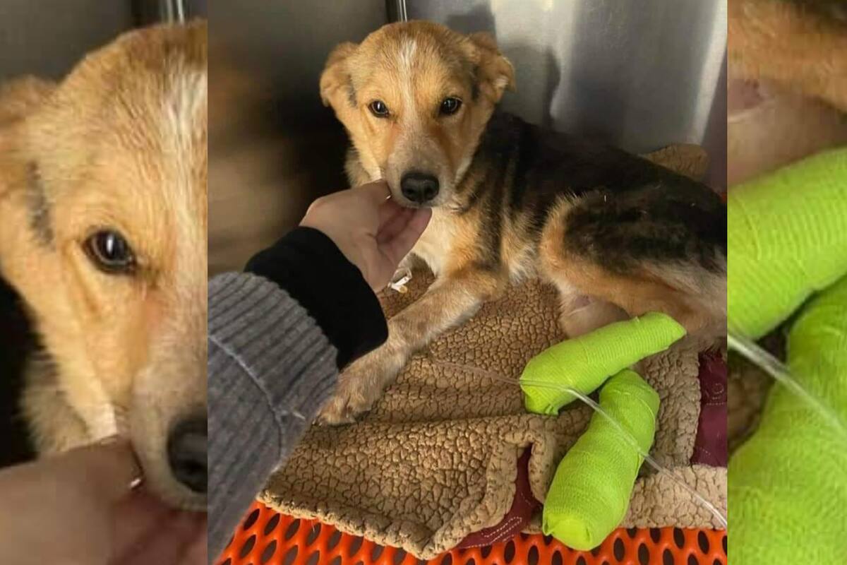Piden apoyo para "Lobito", perrito que sufrió fractura de fémur y cadera