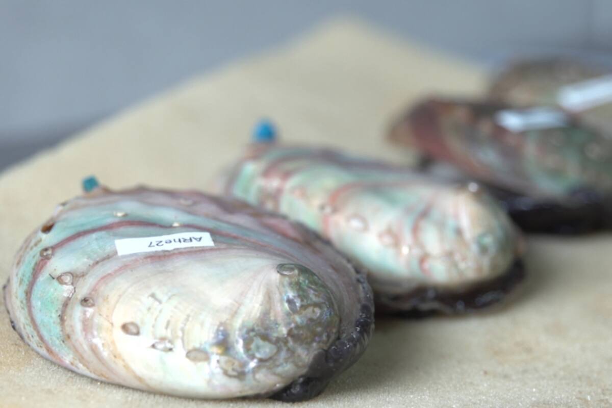 Investigaciones analizan afectaciones a especies marinas ante el cambio climático