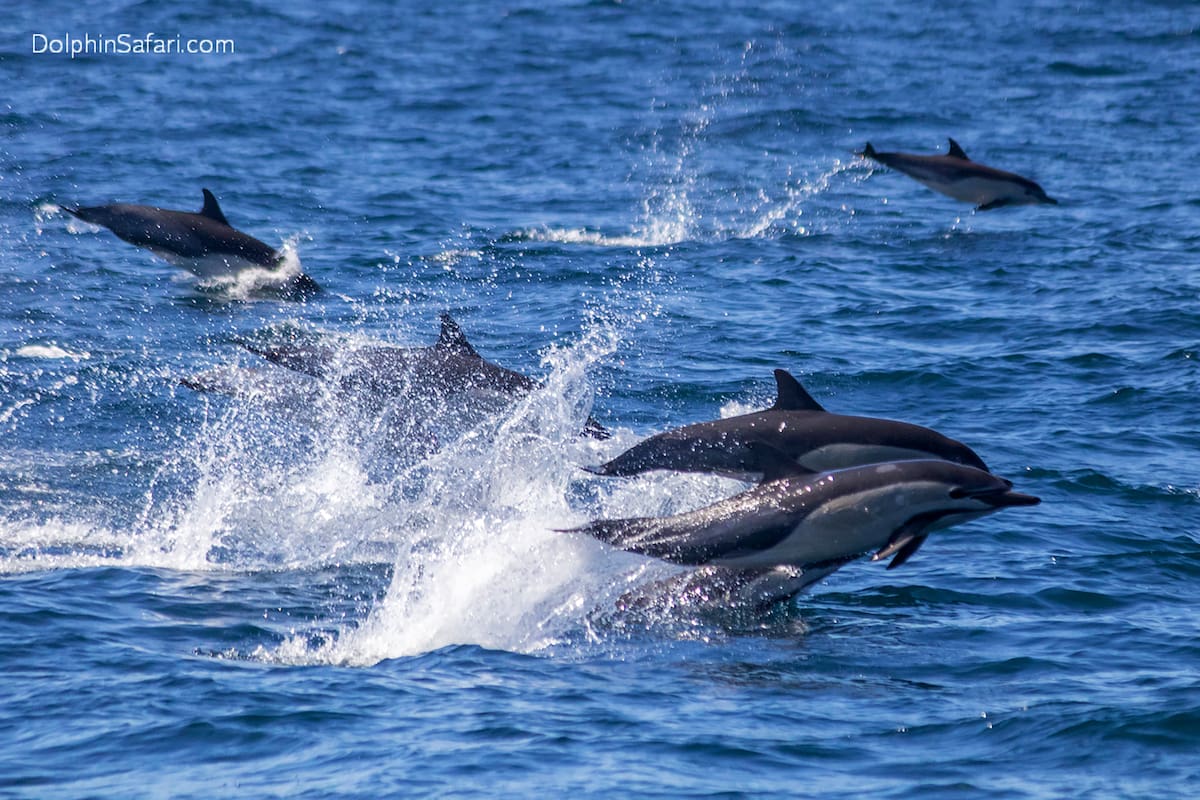 Asesinato de delfines para pesca ilegal de tiburón en Tamaulipas genera alarma entre ambientalistas