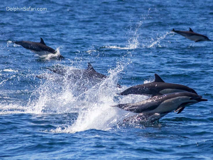 Asesinato de delfines para pesca ilegal de tiburón en Tamaulipas genera alarma entre ambientalistas