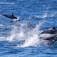 Asesinato de delfines para pesca ilegal de tiburón en Tamaulipas genera alarma entre ambientalistas
