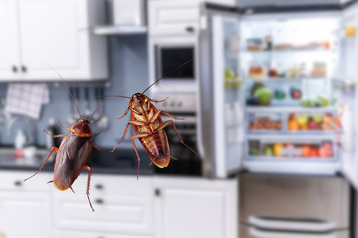 Estos son los electrodoméstico que las cucarachas usan más para esconderse