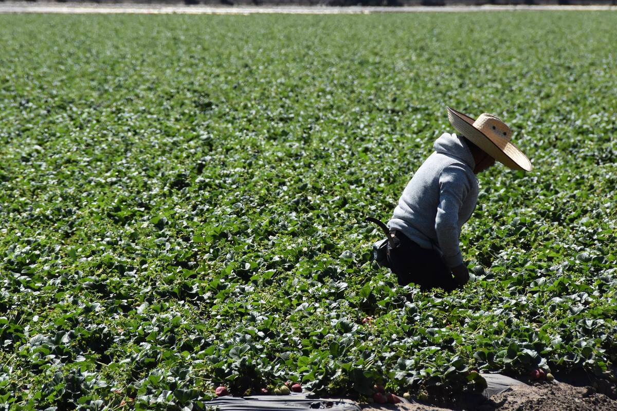 Estados Unidos: Por someter a inmigrantes a trabajos forzados, pareja de California es condenada a prisión