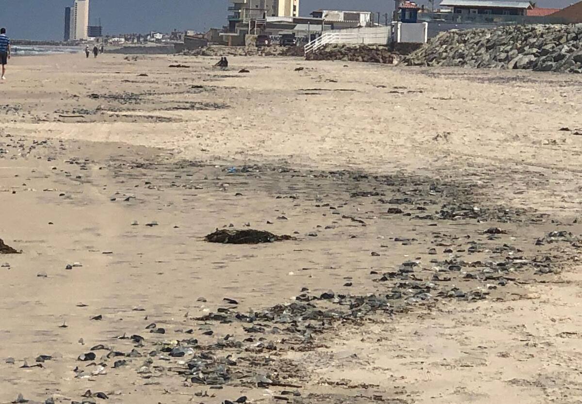 La medusa velero es como una vela que atrapa el viento y la impulsa sobre la superficie del agua, pero en algunas condiciones de viento, estas pueden quedar varadas en la arena.