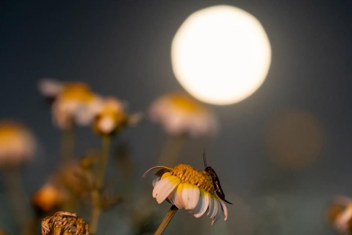 La luna llena iluminó el cielo de Tijuana la noche de este martes 3 de marzo, luego del eclipse total que pudo apreciarse en la región durante la madrugada. Foto: BorderZoom