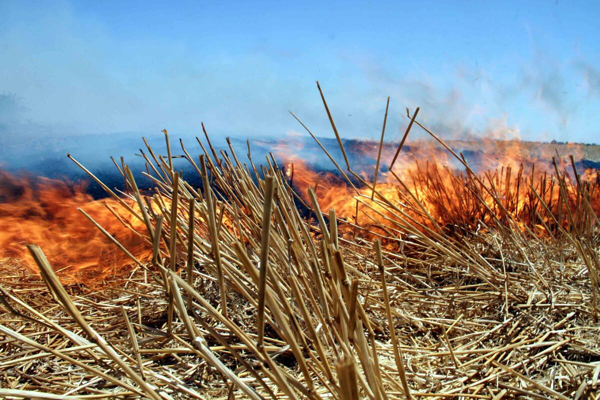 Detectan al menos 12 quemas de gavilla en el Valle del Yaqui
