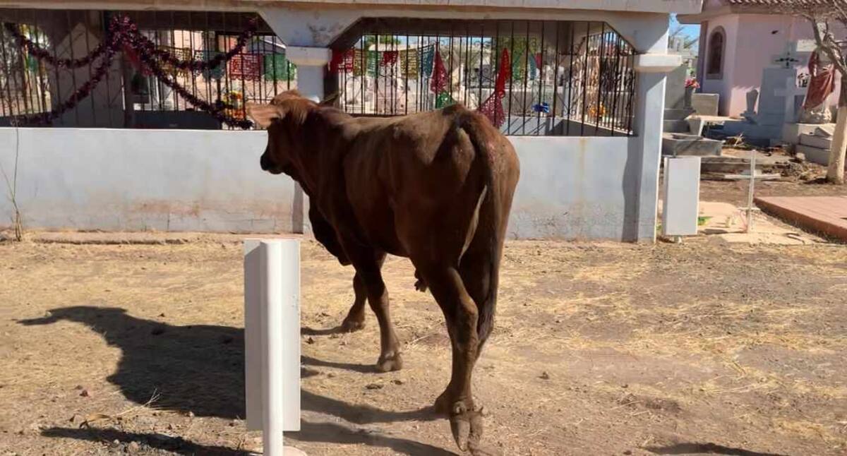 Imagen del becerro que fue rescatado de una tumba en Ciudad Obregón.