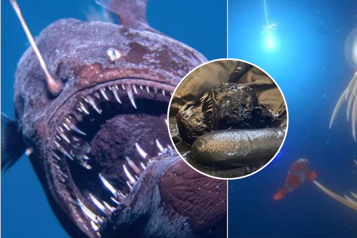 ¿Cuánto mide el pez diablo negro que habita en las zonas abisales del océano y fue avistado en la costa de España?
