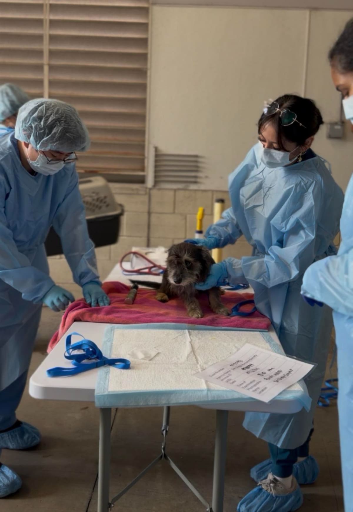 Un total de 40 perros, entre ellos tres cachorros de apenas una semana de nacidos, fueron rescatados de un apartamento en el área de La Mesa y quedaron bajo resguardo de la Sociedad Protectora de Animales de San Diego.
Foto: Cortesia