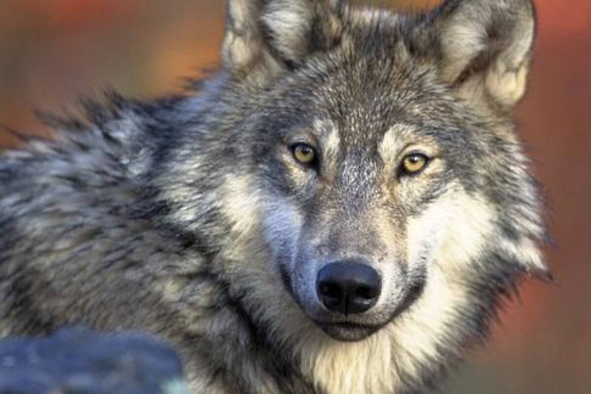 Se vuelven virales imágenes de lobos persiguiendo y luchando con actores