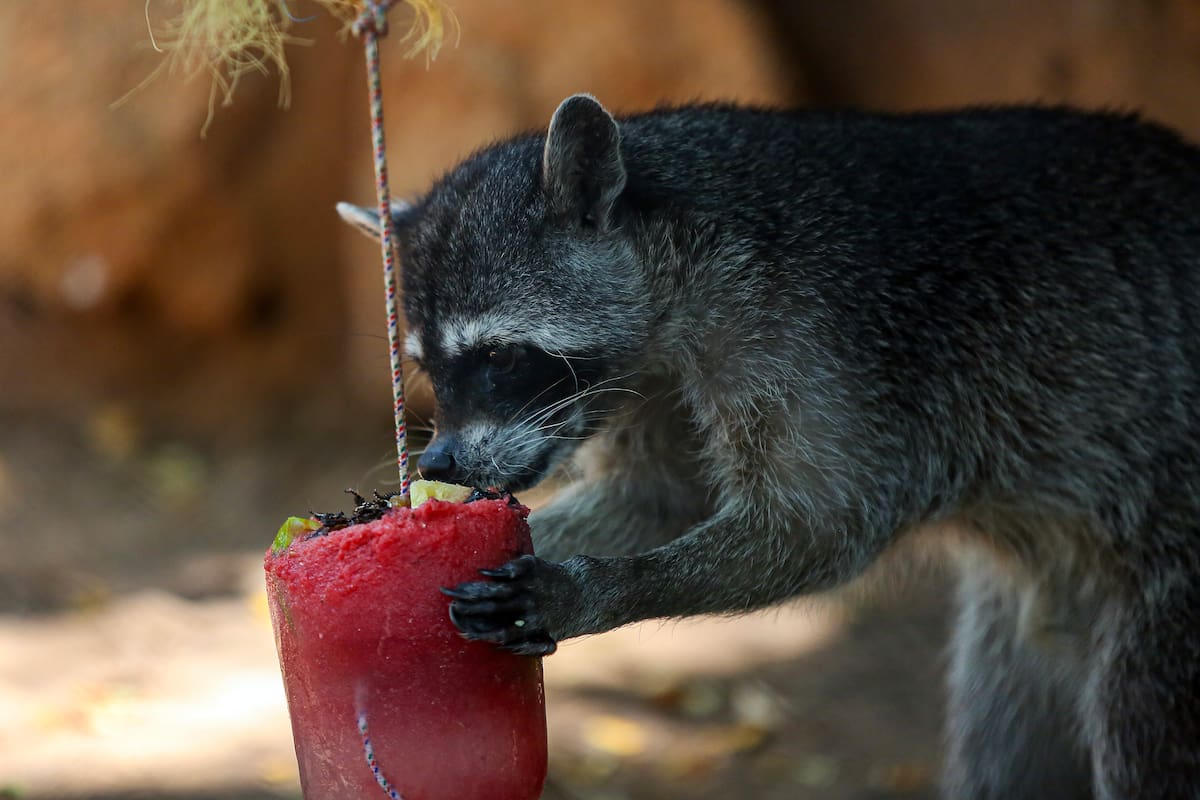 Animales de zoológicos de Yucatán reciben paletas de hielo para combatir el calor