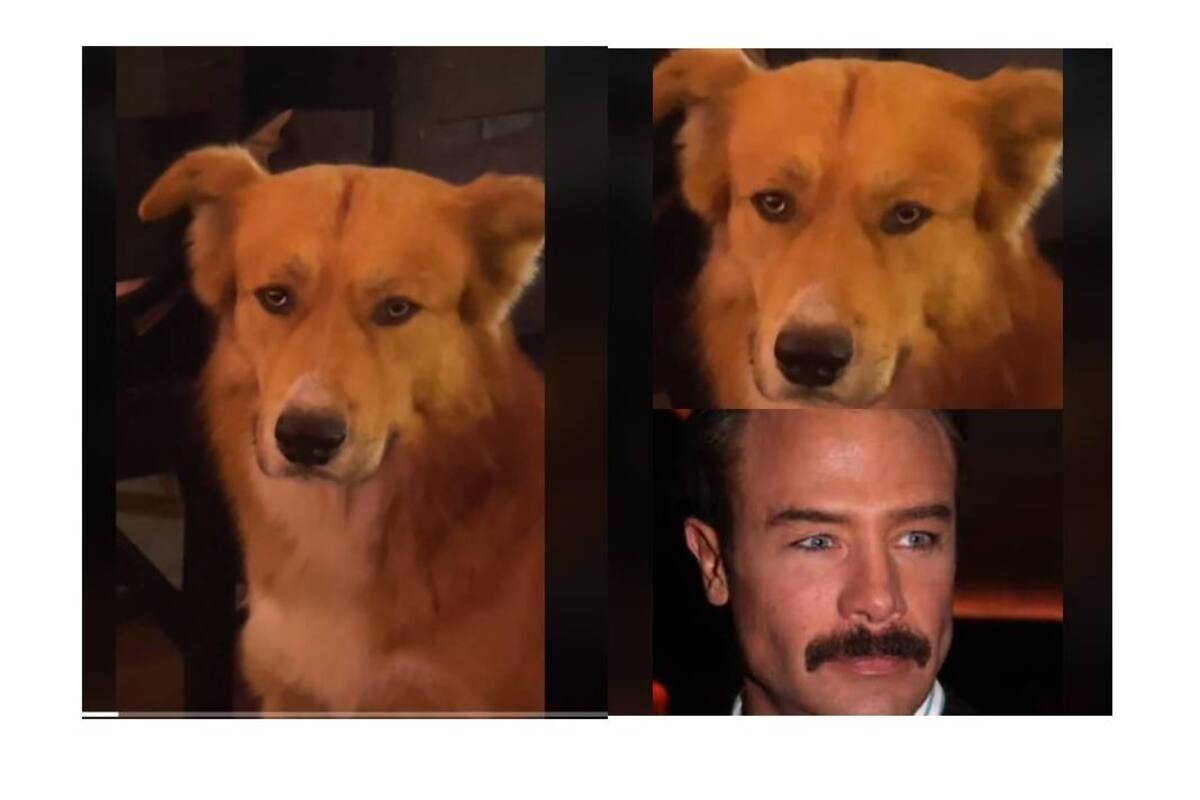 Viral: Perrito sorprende con la famosa mirada del actor Sergio Sendel