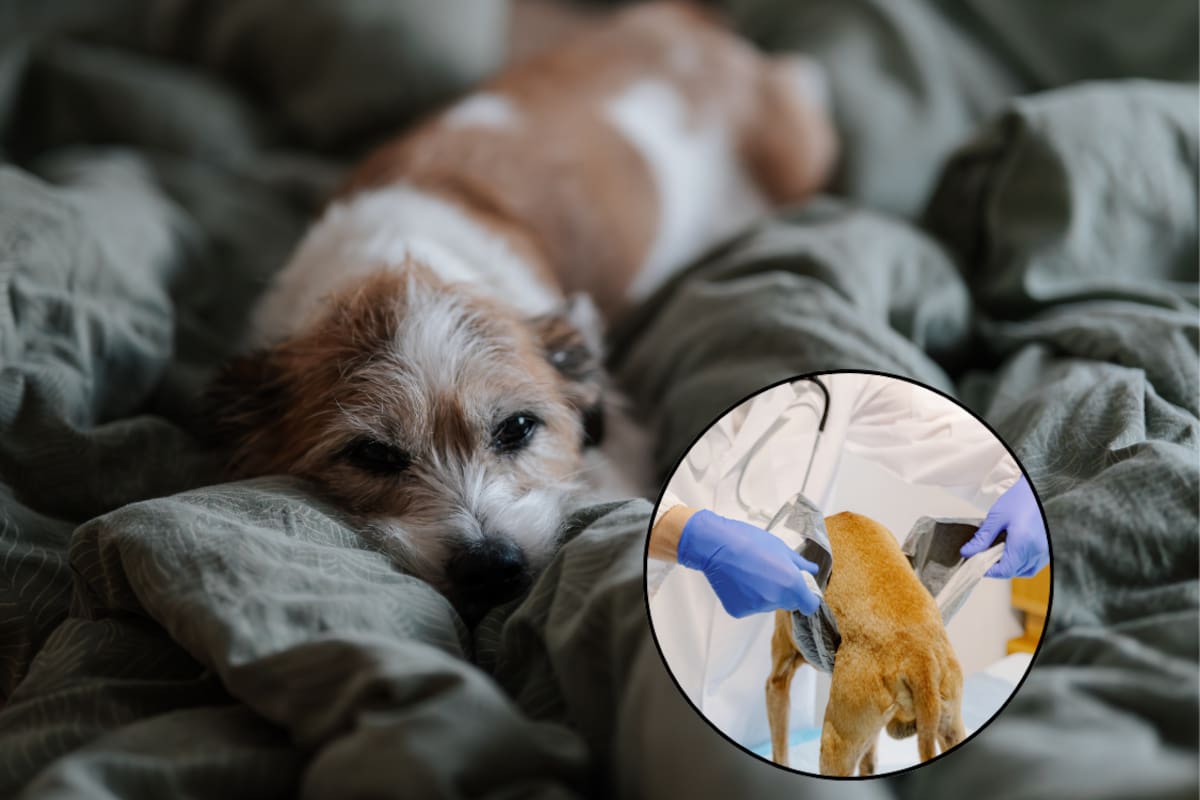 Si tu perro presenta este síntoma, podría ser señal de una enfermedad mortal, según estudios