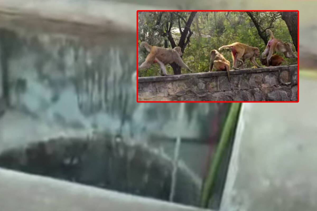Monos de la India se roban a un bebé de dos meses y lo ahogan en un pozo de agua