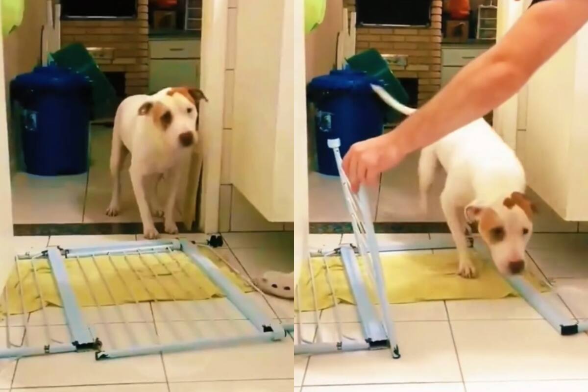 Perro conquista las redes al respetar una cerca caída: ¡no quería pasar hasta que se la abrieran!