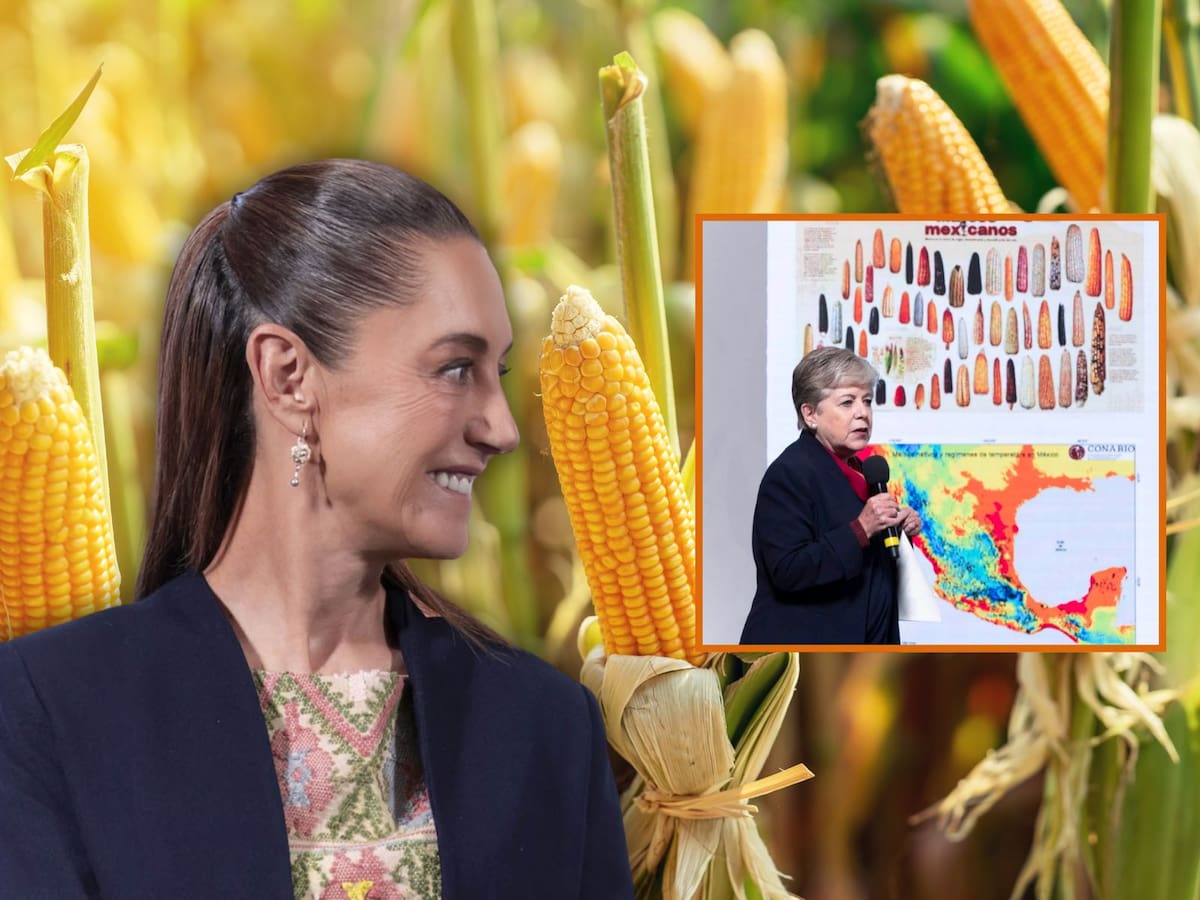 México blindará sus variedades nativas de maíz con nuevo plan. | Crédito: Presidencia/Canva