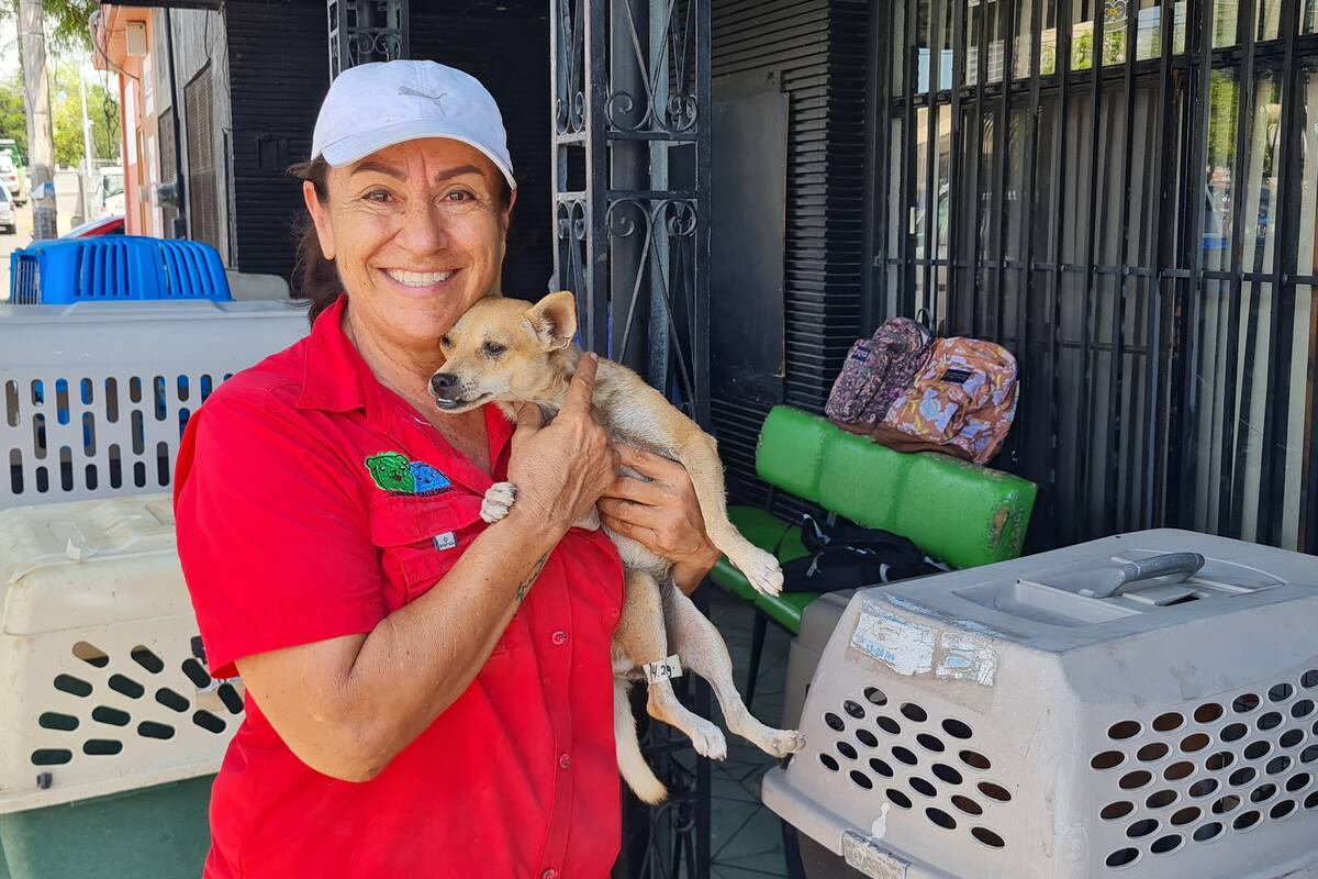 “Pet Taxi”: Olivia brinda servicio de traslado gratuito para promover la esterilización de mascotas
