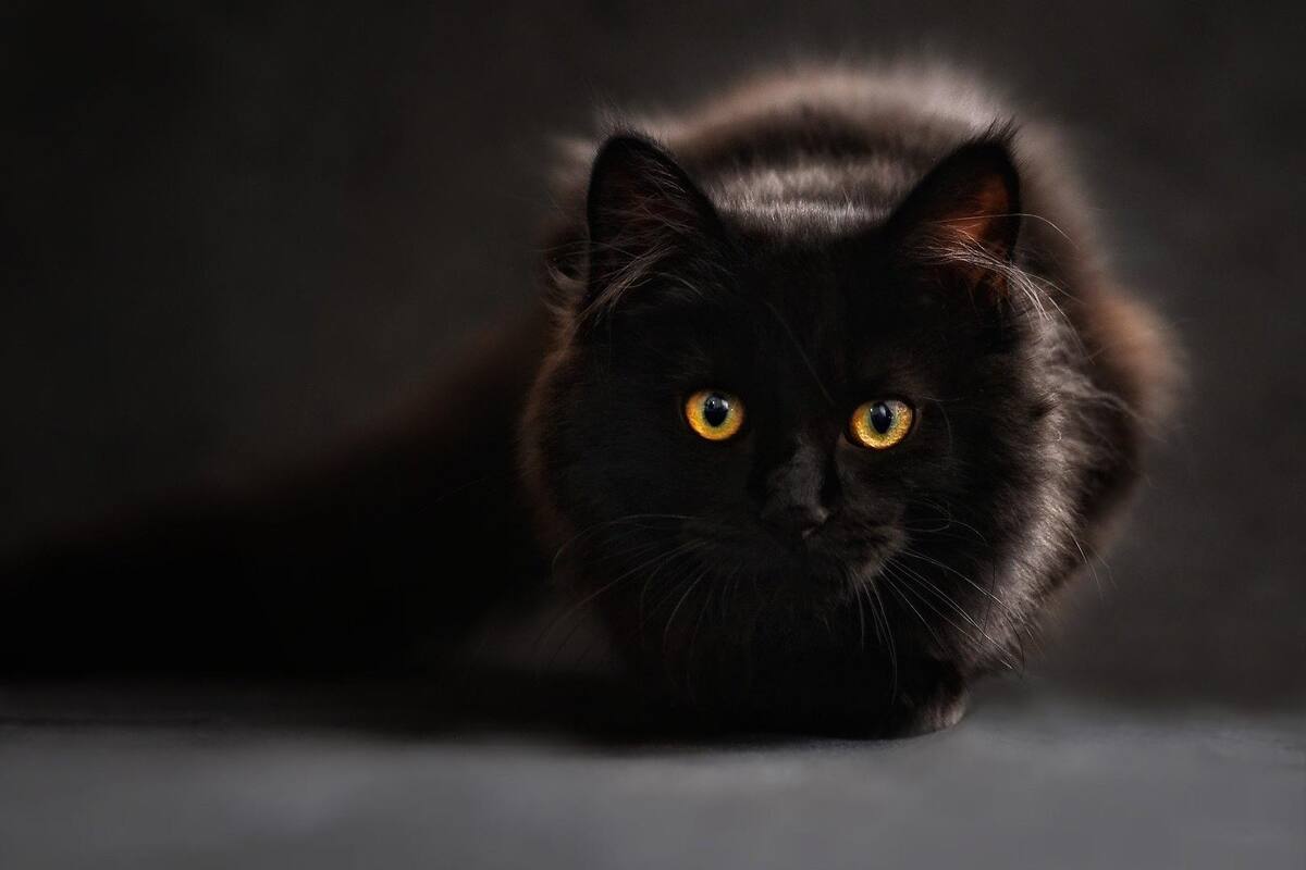 Pide Pata de Perro evitar dar en adopción gatos y perros por rituales de octubre