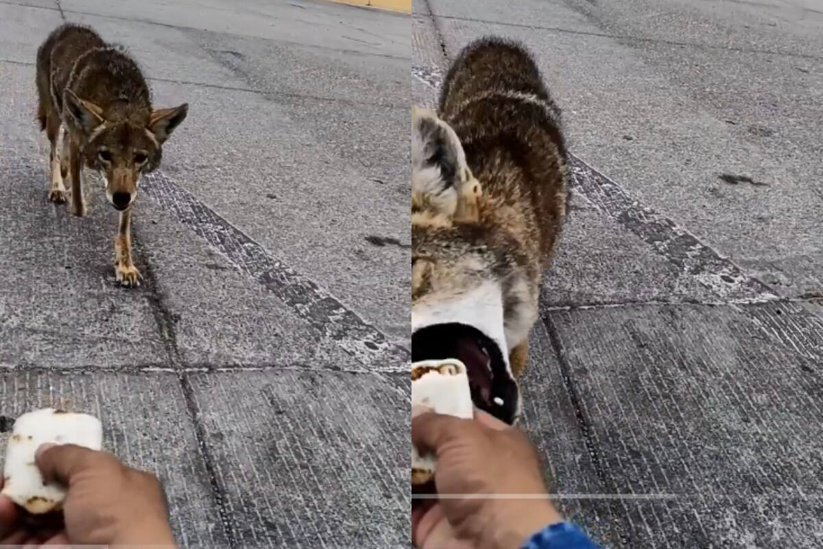 Hombre genera sensación en TikTok por alimentar a coyotes en la carretera (VIDEOS)