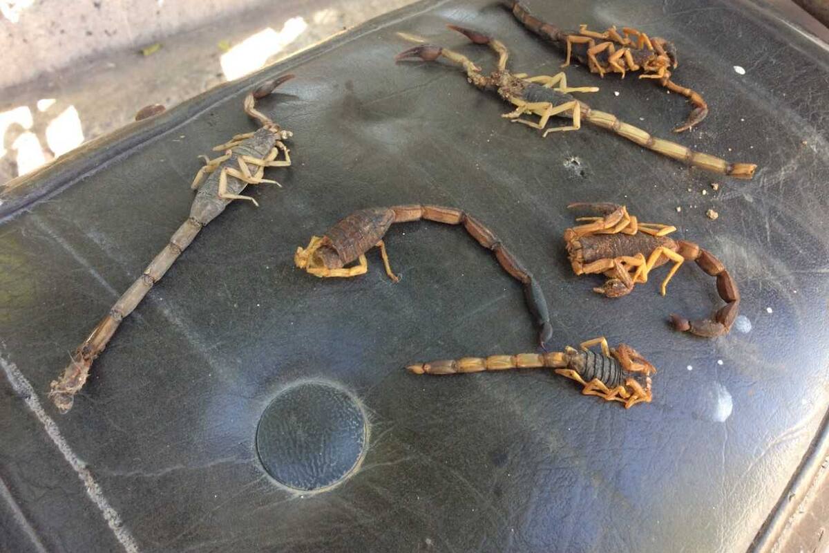 Temen en sector de Cajeme a plaga de alacranes