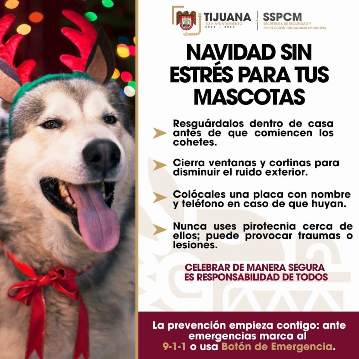 Autoridades llaman a proteger a las mascotas ante la pirotecnia y el ruido durante las fiestas decembrinas. Foto: Archivo