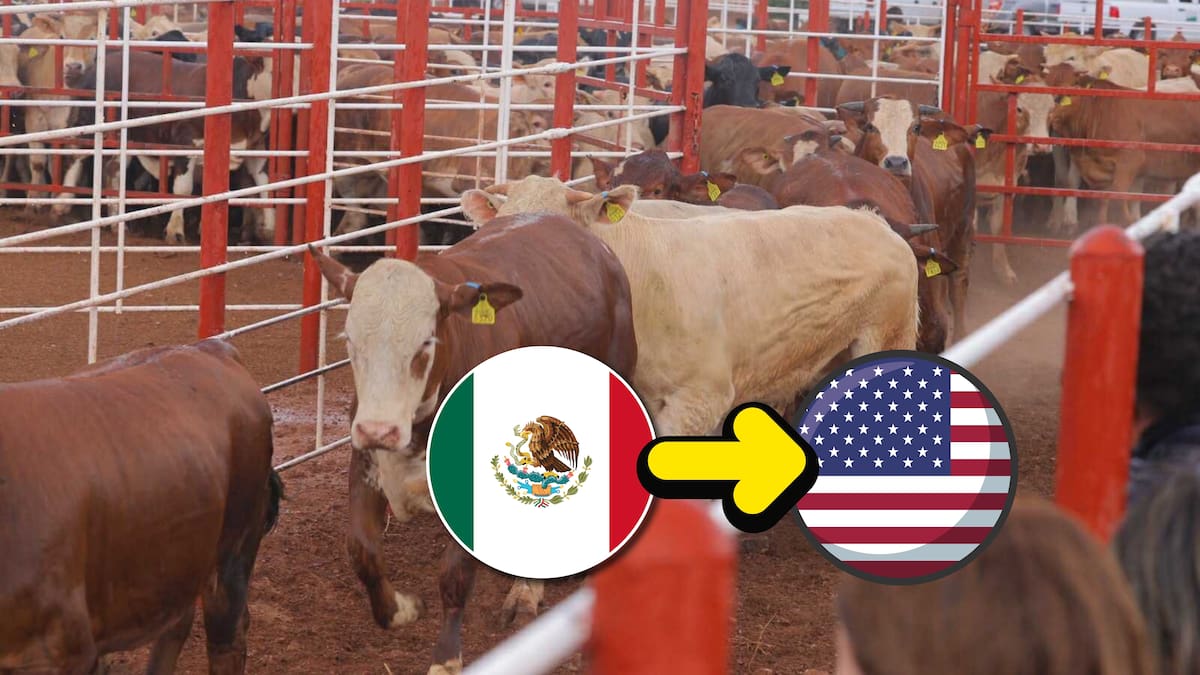 EEUU reabrirá en agosto la frontera al ganado mexicano tras cierres por el gusano barrenador que mantuvieron la incertidumbre durante más de un año