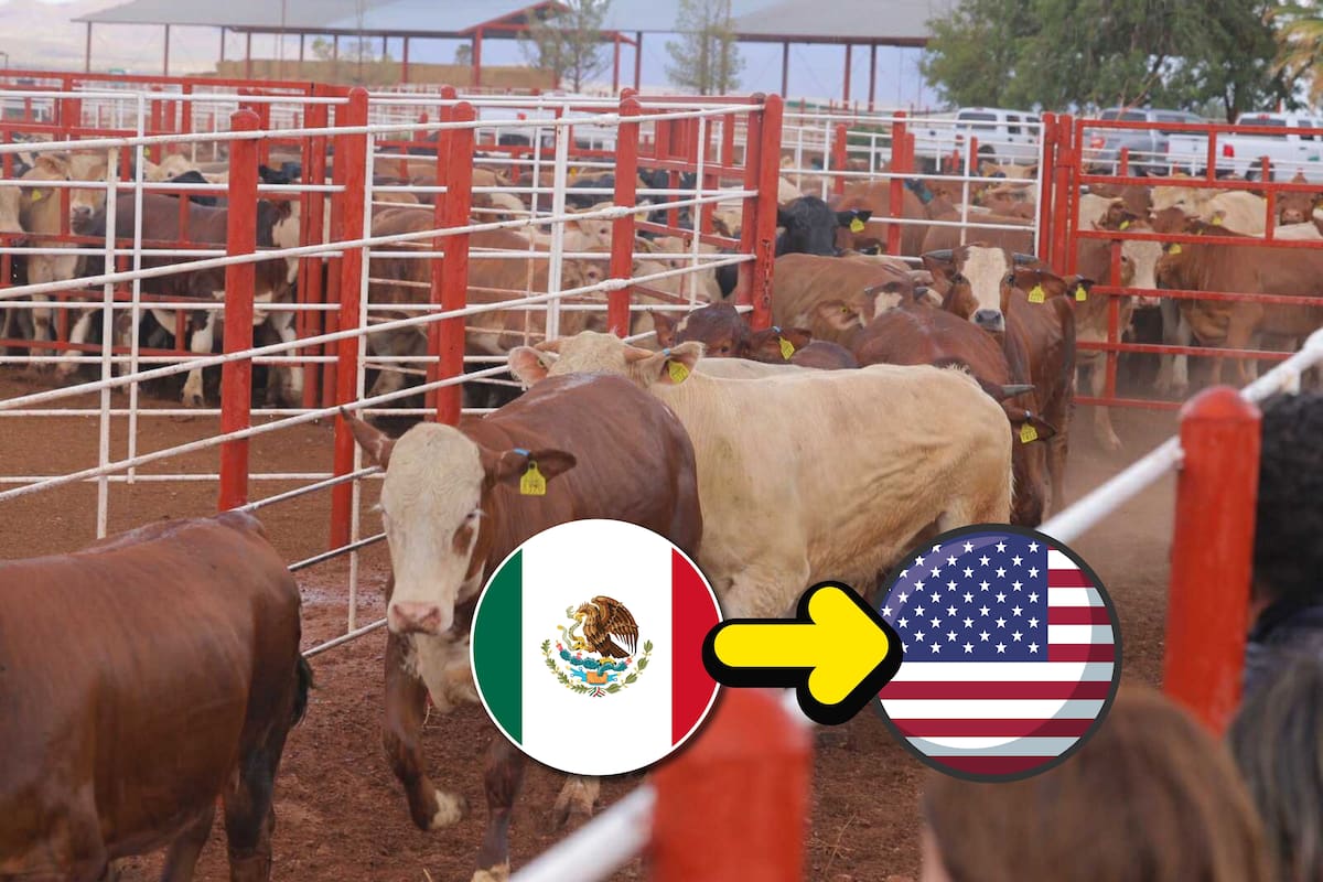 EEUU reabrirá en agosto la frontera al ganado mexicano tras cierres por el gusano barrenador que mantuvieron la incertidumbre durante más de un año