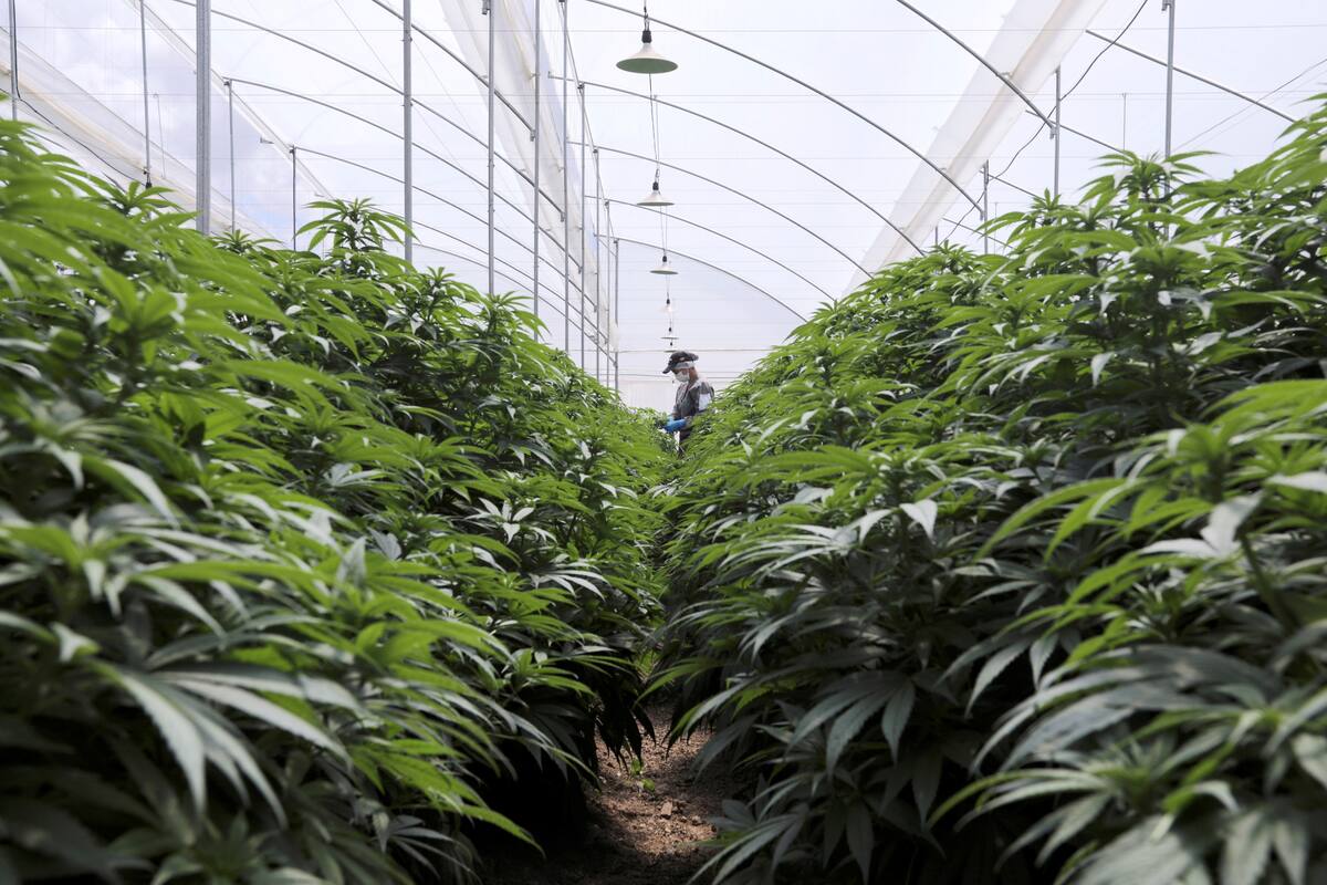 FOTO DE ARCHIVO-Un empleado de la empresa Clever Leaves trabaja en una plantación de cannabis, en un invernadero en Pesca, Colombia. 2 de octubre de 2019.. REUTERS/Luisa González