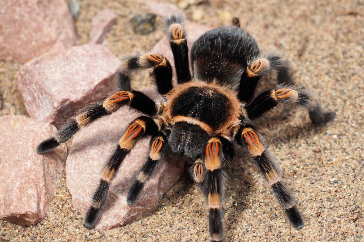 Aracnólogo explica que es muy poco probable que una picadura de araña pueda ser mortal