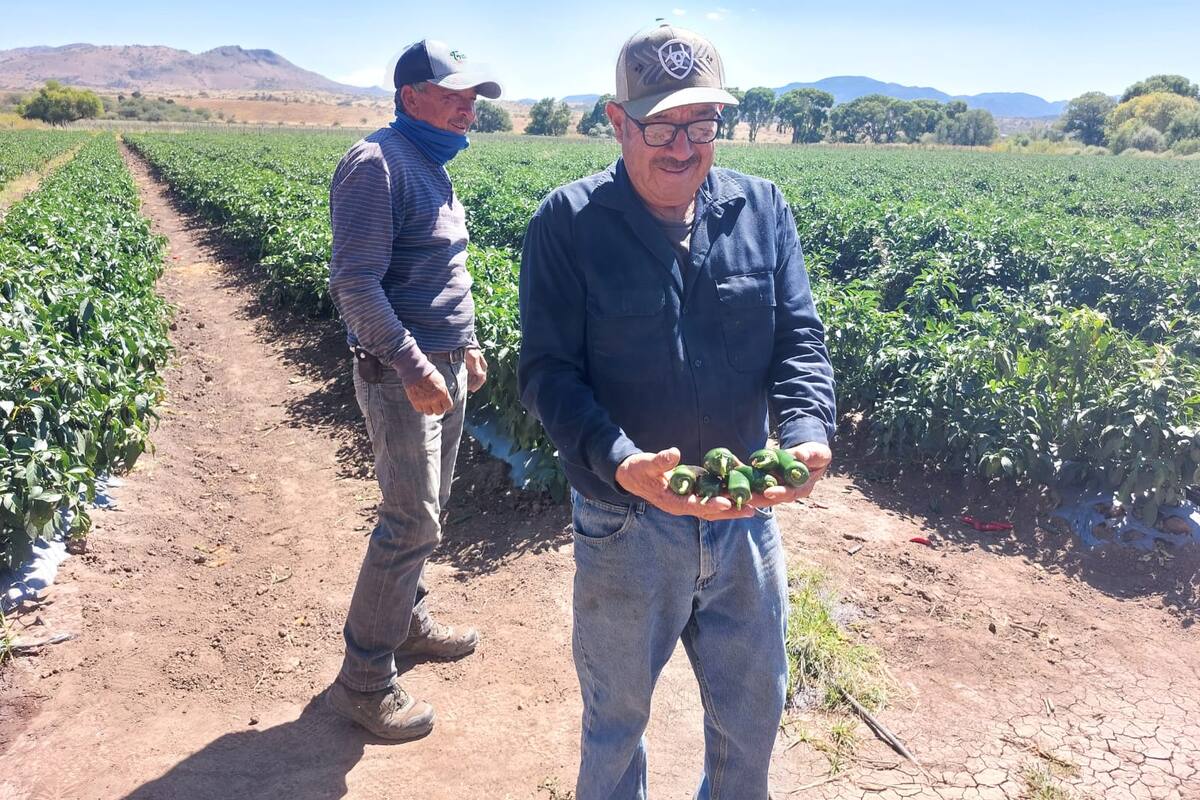 Aumenta 450% el cultivo de chiles en Santa Cruz