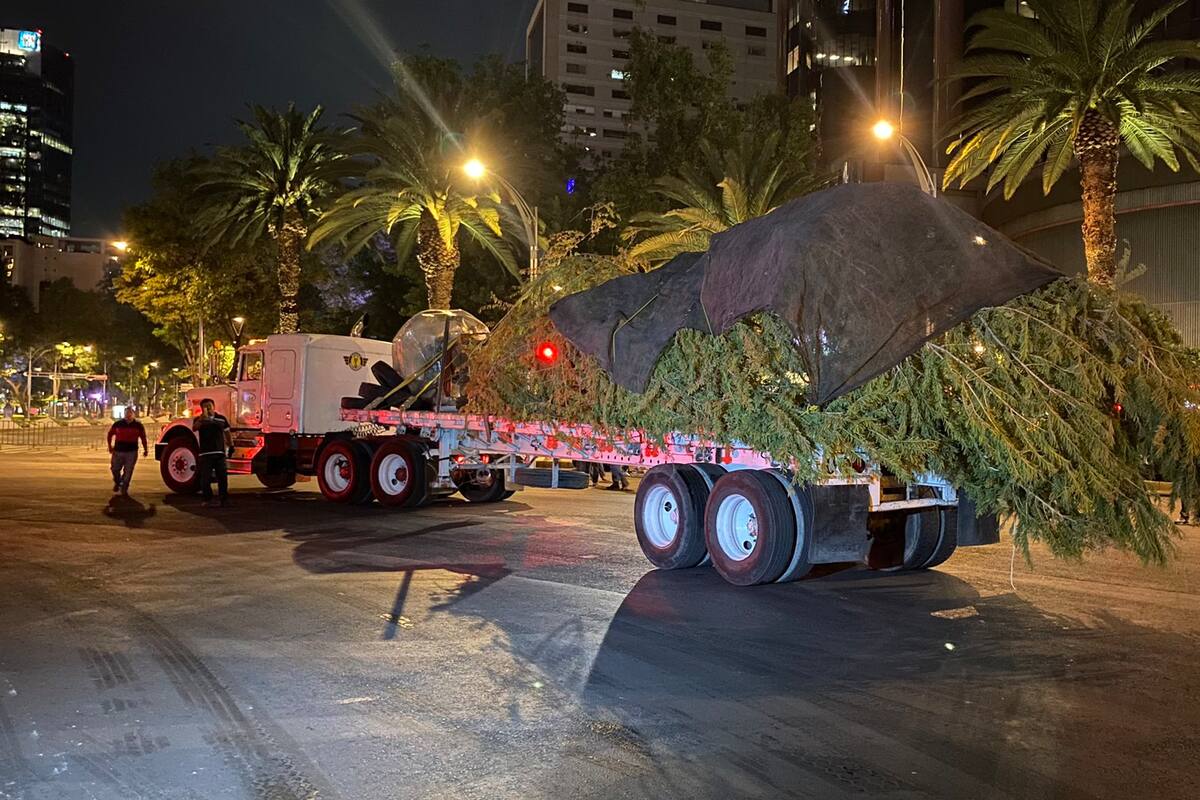 Plantan ahuehuete donde estaba la palma en Paseo de la Reforma; puede vivir 2 mil años